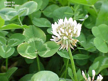 6月17日白蓿苜草(White Clover).jpg