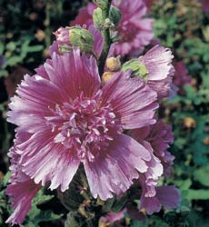 6月23日蜀葵(Hollyhock).jpg