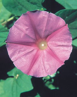 6月25日牽牛花(Morning Glory).jpg