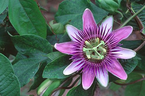 6月27日時鐘草(Passion Flower).jpg