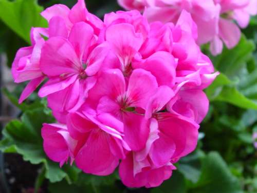 6月28日天竺葵(Geranium).jpg