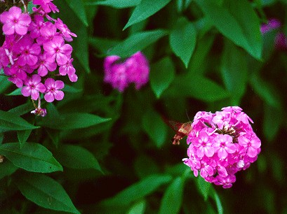 7月14日草莢竹桃(Phlox).jpg