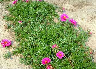 7月18日苔蘚玫瑰(Moss Rose).jpg