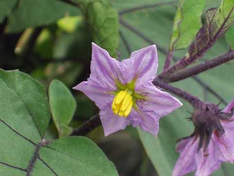 7月20日茄子花(Egg Plant).jpg