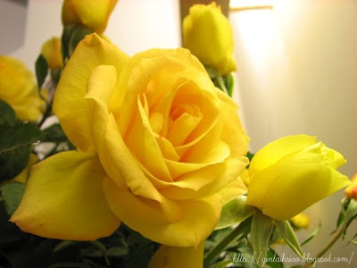 7月21日黃玫瑰(Yellow Rose).jpg