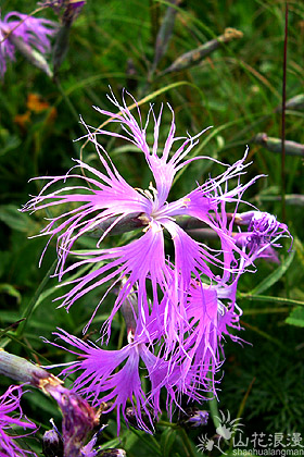 7月22日瞿麥花(fringed pink).jpg