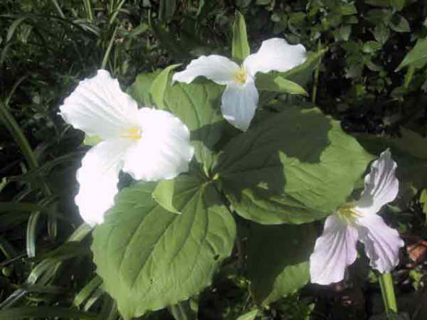 7月24日延年草(Trillium).jpg