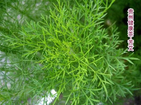 7月26日苦艾草(Wormwood).jpg