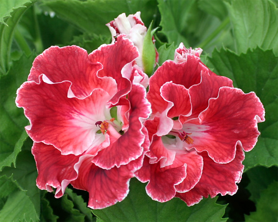 7月27日天竺葵(Geranium).jpg