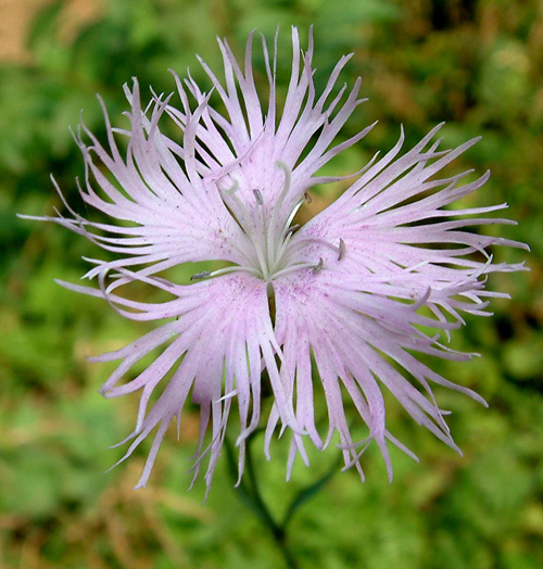 7月28日 瞿麦(fringed pink).jpg