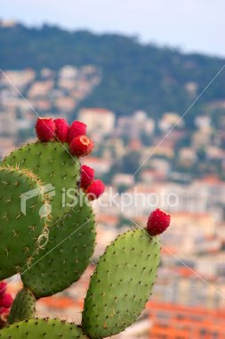 7月29日 仙人掌(Cactus).jpg