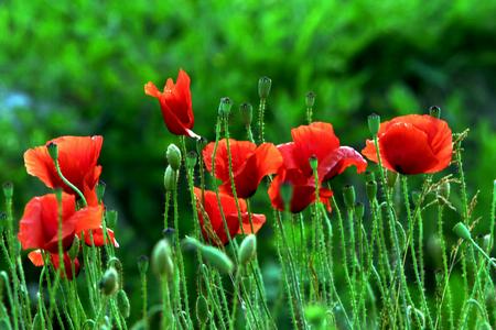 8月1日 红色罂粟花(Poppy).jpg