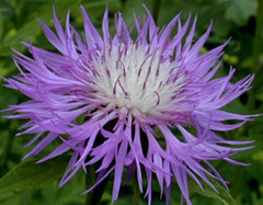 8月2日矢車菊(CornFlower).jpg