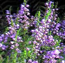 8月5日石楠花(Heather-Ling).jpg