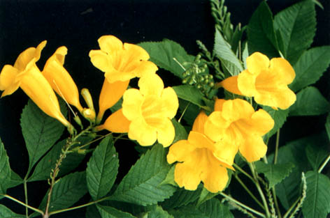 8月6日喇叭花(Trumpet Flower).jpg