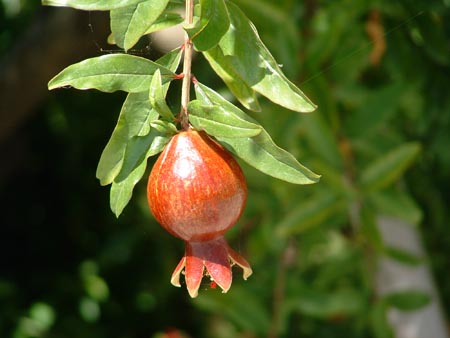 8月7日石榴花(Pomegranate).jpg