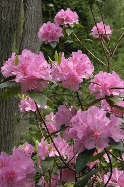 8月8日杜鵑花(Azalea).jpg