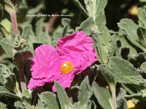 8月9日木犀花(Cistus).jpg