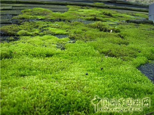 8月10日苔蘚(Moss).jpg