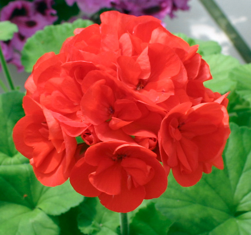 8月11日紅色天竺葵(Geranium Zonal).jpg