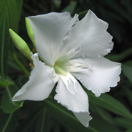 8月12日夾竹桃(Oleander).jpg