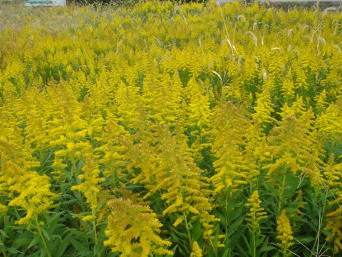 8月13日麒麟草(Goldenrod).jpg