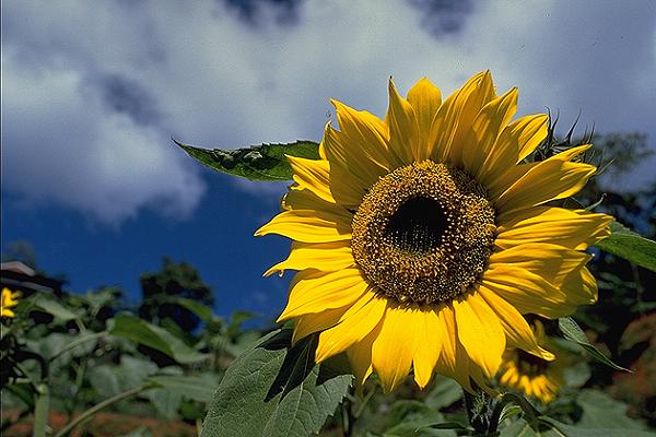 8月15日向日葵(Sun Flower).jpg