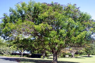 8月16日羅夢子樹(Tamarind).jpg