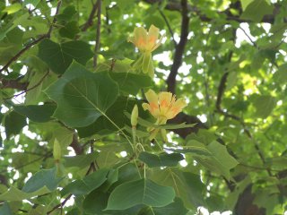 8月17日百合樹(Tulip Tree).jpg