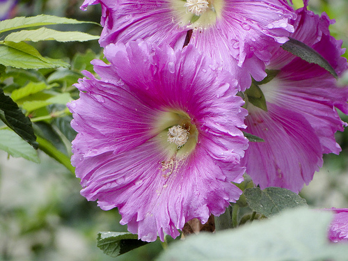 8月18日 蜀葵(Hollyhock).jpg