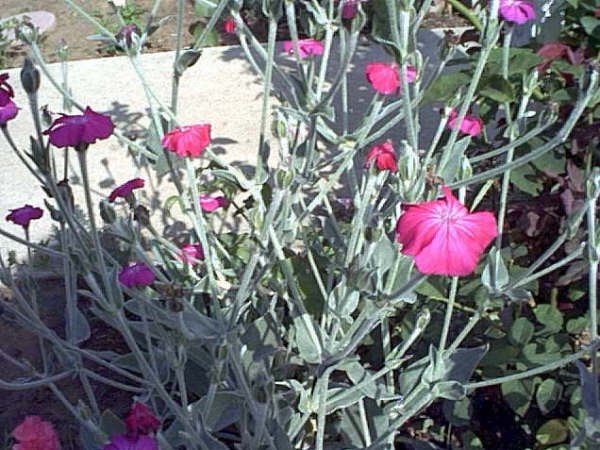 8月19日蠟燭花(Rose Campion).jpg