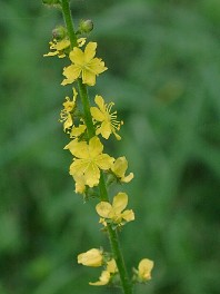 8月21日龍芽草(Agrimony).jpg