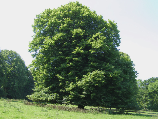 8月23日西洋菩提樹(Lime Tree).jpg