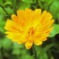 8月24日金盞花(Calendula).jpg