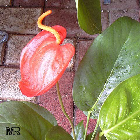 8月25日火鶴花(Flamingo Flower).jpg