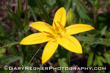 8月26日小金梅草(American Star Grass).jpg