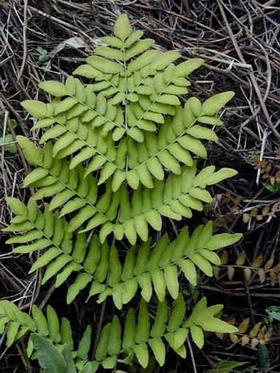 8月27日彈簧花(Osmunda Fern).jpg