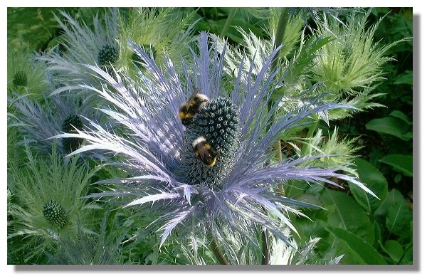 8月28日蕈毒花(Eryngium).jpg