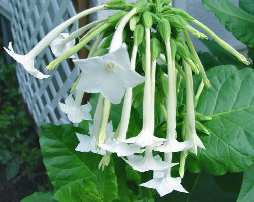 8月29日煙草花(Flowering Tobacco).jpg