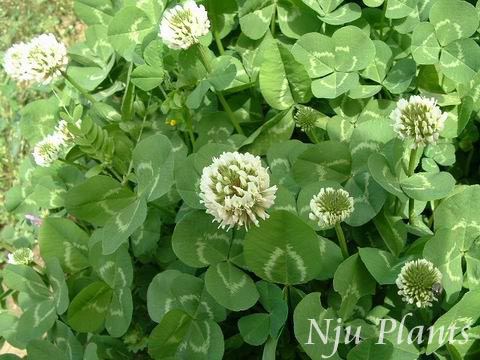 8月31日苜蓿(Clover).jpg