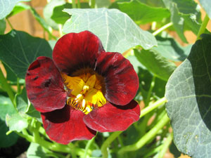 9月6日旱金蓮(Nasturtium).jpg