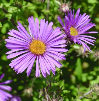 9月9日蒲菊(Michaelmas Daisy).jpg