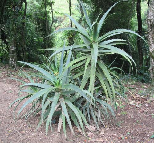 9月11日蘆薈(Aloe).jpg