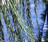 9月13日楊柳(Weeping Willow).jpg