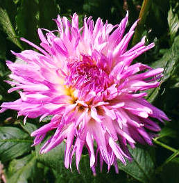 9月15日天理花(Dahlia).jpg