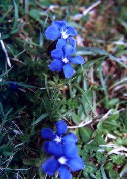 9月16日龍膽草(Gentian).jpg