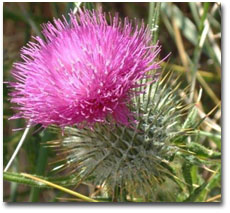 9月18日薊花(Thistle).jpg