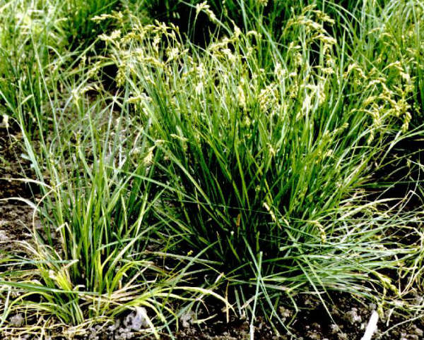 9月19日蓑衣草(Carex).jpg