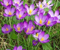 9月21日秋水仙(Autumn Crocus).jpg