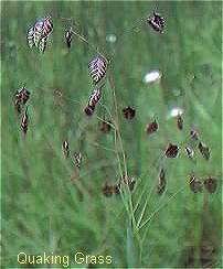 9月22日小判草(Quaking Grass).jpg